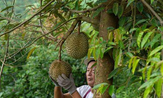 Việt Nam xuất khẩu sầu riêng sang Trung Quốc, nông dân Thái Lan ‘lo đứng lo ngồi’