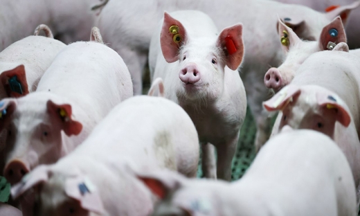 Lợn: 'Nạn nhân' mới nhất của cuộc khủng hoảng năng lượng ở Đức