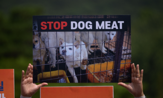 Hàn Quốc thông qua luật cấm bán thịt chó, phạt tiền tới 23.000 USD