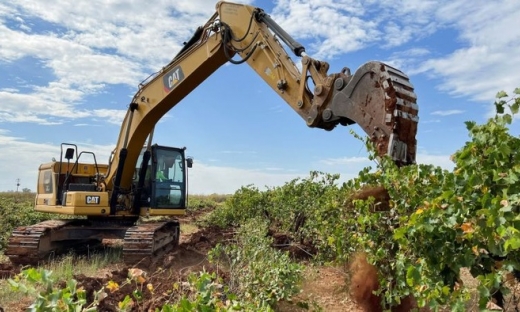 Úc khủng hoảng thừa rượu vang: Hàng chục triệu cây nho bị chặt bỏ