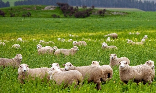 Khủng hoảng chăn nuôi: Nông dân Úc phải tặng cừu miễn phí