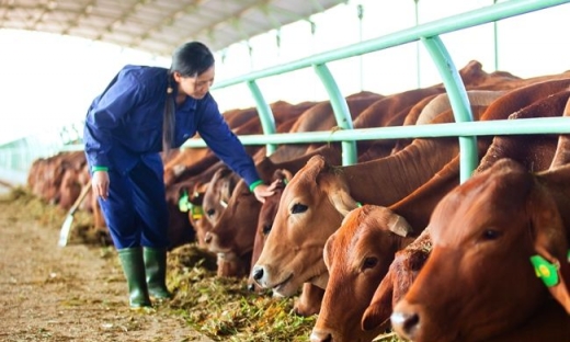 Hoàng Anh Gia Lai ngày càng thu ít lãi từ hoạt động bán bò
