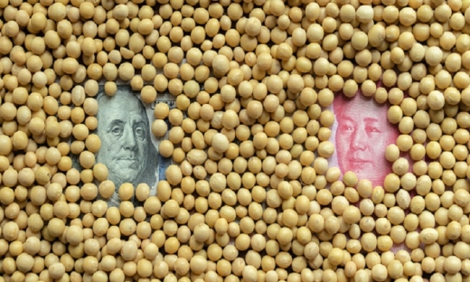 Trung Quốc chỉ đạo nông dân trồng đậu tương như một ‘ưu tiên chính trị’