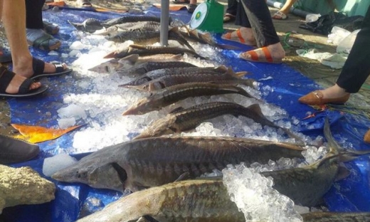 Ban chỉ đạo 389: Kiểm tra chặt chẽ hoạt động nhập khẩu cá tầm Trung Quốc