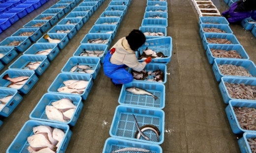 Trung Quốc ‘cấm cửa’ hải sản Nhật Bản, Nga muốn 'chớp thời cơ'