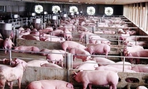 DATC rao bán 36% vốn của doanh nghiệp nuôi lợn tại Hà Tĩnh