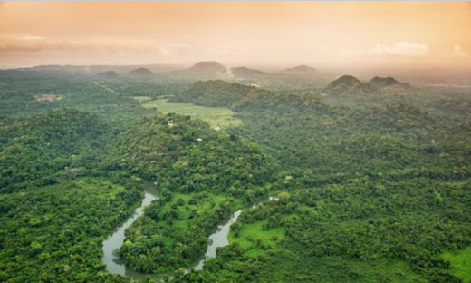 Tài chính tuần qua: LDG thâu tóm doanh nghiệp dự án phát triển rừng, Dabaco báo lãi 1.400 tỷ