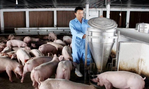 Lộ diện những doanh nghiệp chăn nuôi lãi đậm nhờ giá thịt lợn tăng cao