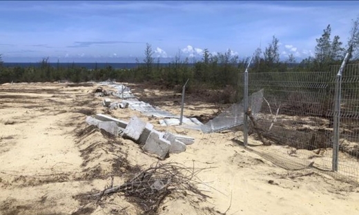 Kiểm tra, xử lý vụ phá hơn 5ha rừng phòng hộ ven biển ở Bình Định