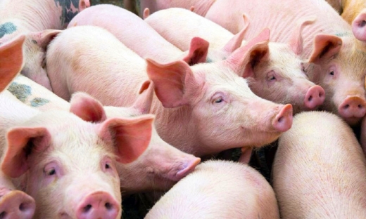 BAF Việt Nam lập công ty con vốn 120 tỷ, chuyên chế biến và bảo quản thịt