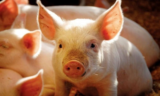 Ra Thông tư ‘lạ đời’, Bộ Nông nghiệp cấm dân mua bèo nuôi lợn