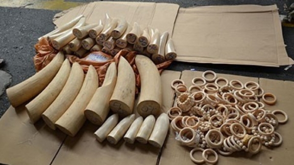 Hải quan Sân bay Nội Bài bắt gần 1 tấn ngà voi và vẩy tê tê