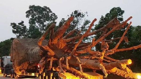 Vụ xe chở cây khủng như ‘quái thú’: Phó Thủ tướng yêu cầu 2 Bộ truy rõ trách nhiệm