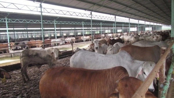 Công ty Bình Hà tính huy động vốn ra sao để ‘giải cứu’ dự án nuôi bò ở Hà Tĩnh?