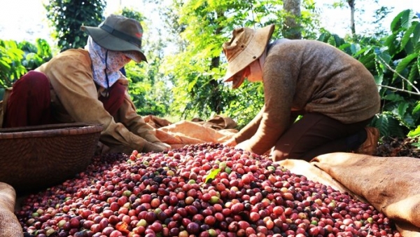 Bloomberg: Người mua đợi giảm giá, thị trường cà phê Việt Nam ảm đạm