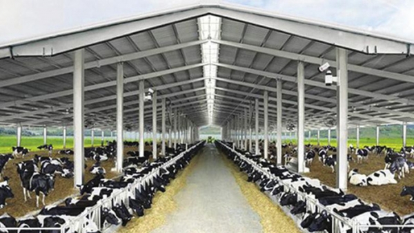 Quảng Ninh 'gật đầu' cho TH True Milk làm dự án bò sữa và chế biến sữa hơn 2.568 tỷ đồng