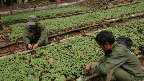 Capella Group rót 1.486 tỷ đồng làm dự án trồng sâm tại Kon Tum