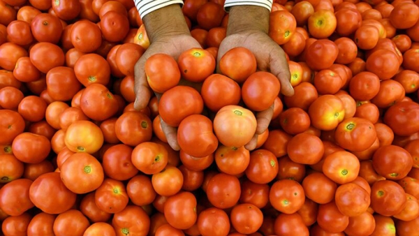 Ấn Độ: Giá cà chua tăng gần 500%, đẩy lạm phát leo thang