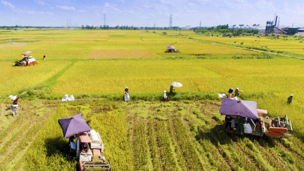 'Năng suất lao động nông nghiệp Việt Nam chỉ bằng 40% Thái Lan, 30% Trung Quốc'