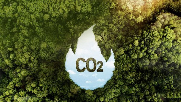 Kiếm triệu đô từ rừng nhờ bán tín chỉ carbon