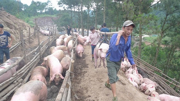 Cấm xuất lợn sang Trung Quốc, giải thích từ Bộ Nông nghiệp