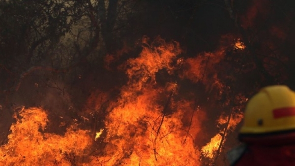 Cháy rừng Amazon: Phát quang để tận dụng đất rừng và hậu quả thảm khốc