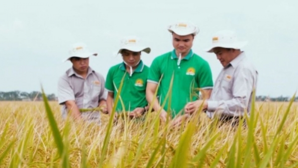 Lộc Trời thành lập 2 công ty thành viên, tài trợ sản xuất 2 triệu tấn lúa trong năm 2022