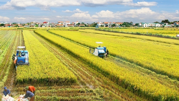 ADB: Nguồn cung lương thực dồi dào trong nước sẽ giúp Việt Nam giảm lạm phát trong năm 2022
