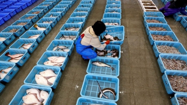 Trung Quốc ‘cấm cửa’ hải sản Nhật Bản, Nga muốn 'chớp thời cơ'