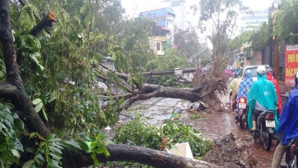 Ảnh hưởng bão số 1: Cây đổ ngổn ngang khắp Hà Nội