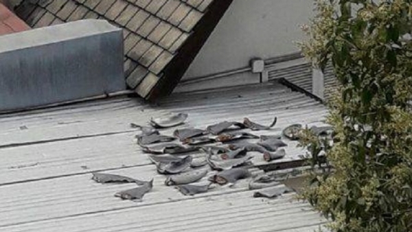 Yêu cầu ‘báo cáo gấp’ vụ vây cá mập phơi trên mái nhà Đại sứ quán tại Chile