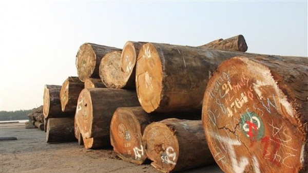Vụ 70.000 m3 gỗ nhập vi phạm kiểm dịch thực vật: Phó Thủ tướng yêu cầu 4 Bộ vào cuộc
