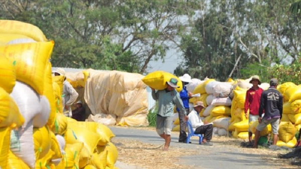 Vụ mở tờ khai xuất khẩu 400.000 tấn gạo: VFA đề nghị hủy các tờ khai khống số lượng