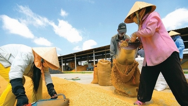 Bộ Công Thương xin bỏ hạn ngạch, xuất khẩu gạo sắp được cởi trói