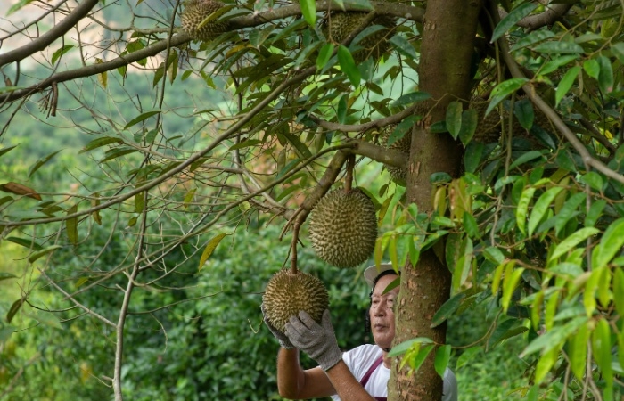 Trung Quốc: Tham vọng 'nội địa hóa' trái cây đạt thành công bước đầu
