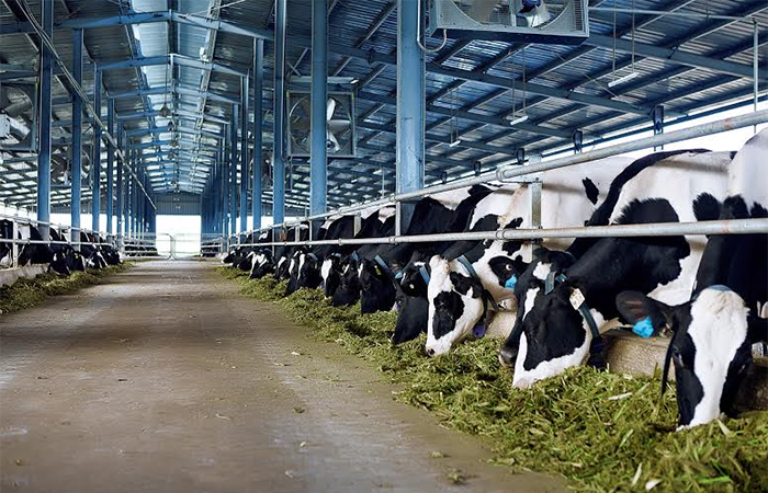 Vinamilk chi 30 tỷ đồng thâu tóm toàn bộ Công ty Bò sữa Thống nhất Thanh Hóa