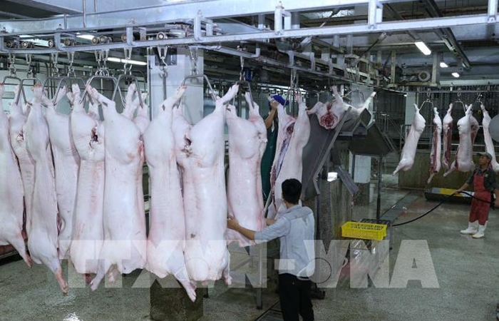 Giải pháp nào hạ giá thịt lợn?