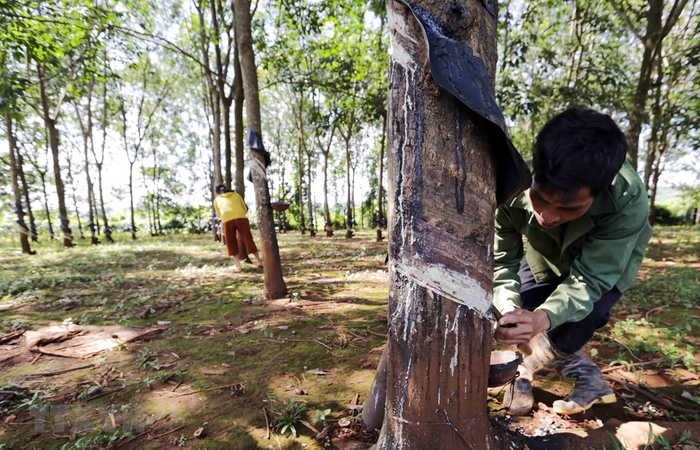 Thanh tra vạch loạt sai phạm của Công ty Cao su TP. HCM tại dự án trồng cao su ở Lào