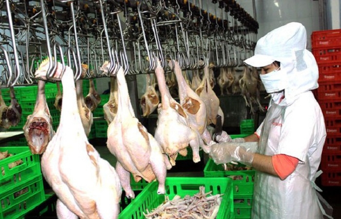C.P. Việt Nam sẽ đầu tư dự án 100 triệu con gà/năm để xuất khẩu
