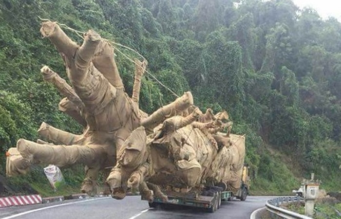Vụ xe chở cây ‘quái thú’ trên Quốc lộ 1A: Phó Thủ tướng yêu cầu cấp phép vận chuyển trước 15/6
