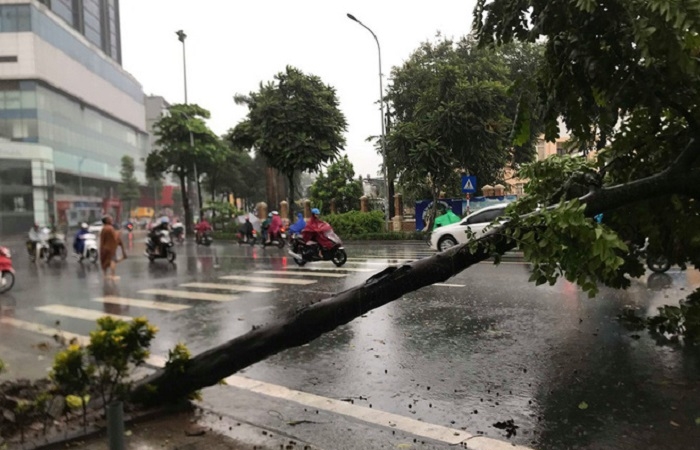 Hà Nội: Hàng loạt cây xanh bị ‘quật đổ’ sau bão số 3