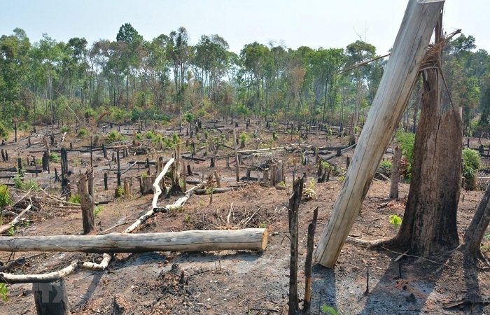 Gia Lai phát hiện mất hơn 1.200ha rừng