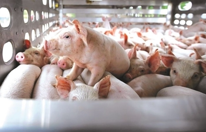Chủ tịch tập đoàn chăn nuôi Dabaco: Cứ bán một con lợn lại lỗ mất một con