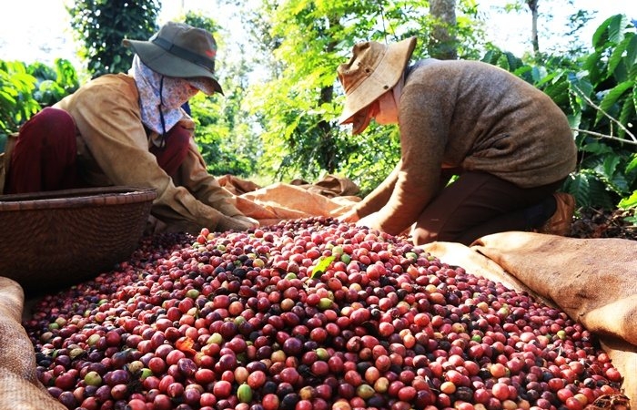 Bloomberg: Người mua đợi giảm giá, thị trường cà phê Việt Nam ảm đạm