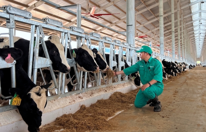 Vinamilk nhập 1.000 bò sữa HF từ Mỹ về tổ hợp trang trại tại Lào