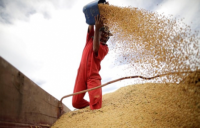 Trung Quốc vẫn mua đậu tương của Mỹ sau lệnh cấm nhập khẩu nông sản
