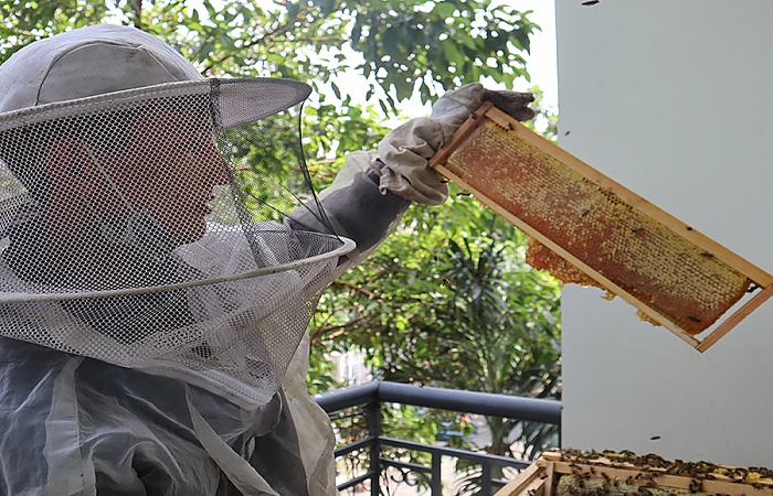 Cú sốc thuế hơn 400% với mật ong Việt Nam