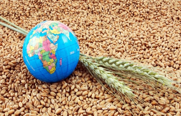 Chuyên gia lương thực: Nguồn cung lúa mì toàn cầu chỉ đủ cung cấp trong 10 tuần