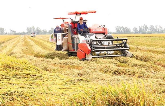 Giá lúa gạo giảm 30%: Nhà nông lo lắng nhưng DN vẫn 'chờ' rẻ hơn