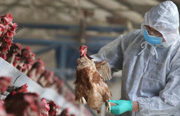 Nhật Bản: Giá gà và trứng tăng mạnh do dịch cúm gia cầm